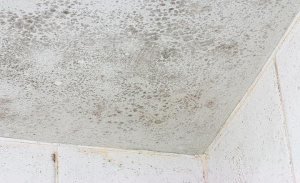 Mold Remediation by Rx Pro Restoration