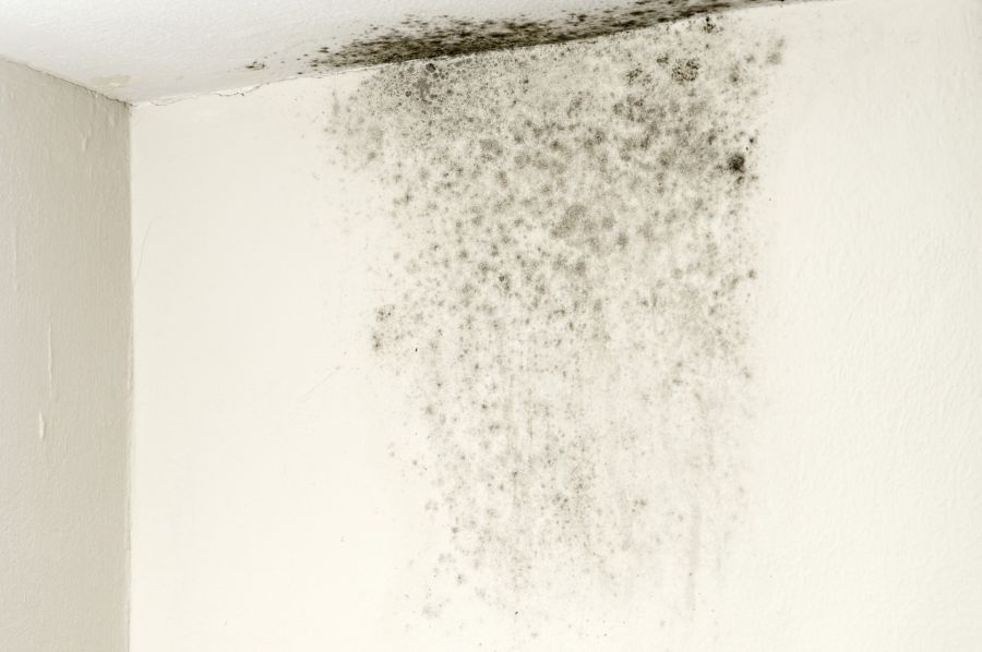 Mold Remediation by Rx Pro Restoration